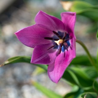 Jardin des tulipes